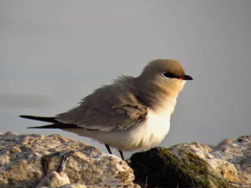 Photo of Take a Ferry to This Bird Paradise Just a Few Hours From Pune! by Gauree Gandhi
