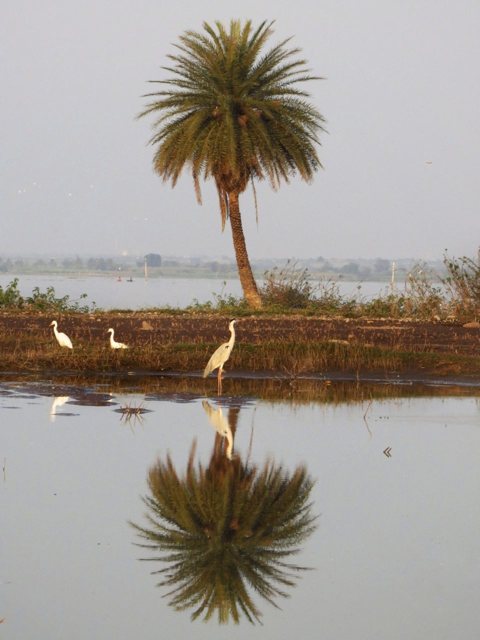 Photo of Take a Ferry to This Bird Paradise Just a Few Hours From Pune! by Gauree Gandhi