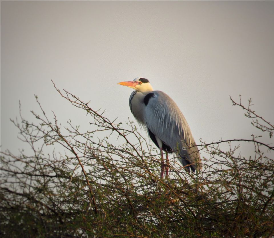 Photo of Take a Ferry to This Bird Paradise Just a Few Hours From Pune! by Gauree Gandhi