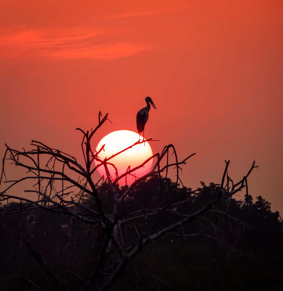 Photo of Take a Ferry to This Bird Paradise Just a Few Hours From Pune! by Gauree Gandhi
