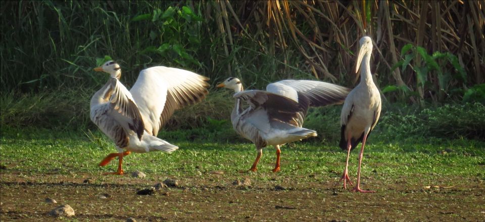 Photo of Take a Ferry to This Bird Paradise Just a Few Hours From Pune! by Gauree Gandhi