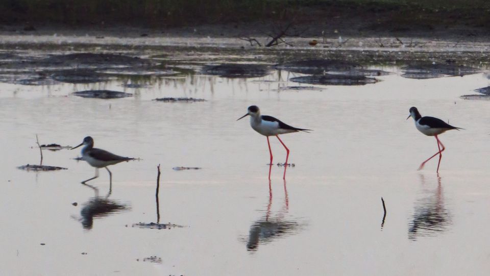 Photo of Take a Ferry to This Bird Paradise Just a Few Hours From Pune! by Gauree Gandhi