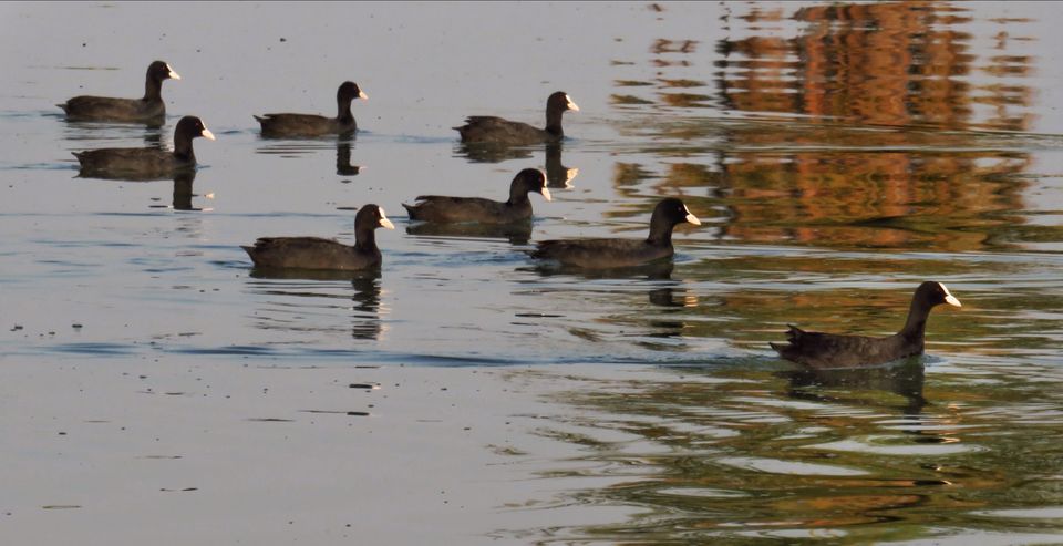 Photo of Take a Ferry to This Bird Paradise Just a Few Hours From Pune! by Gauree Gandhi