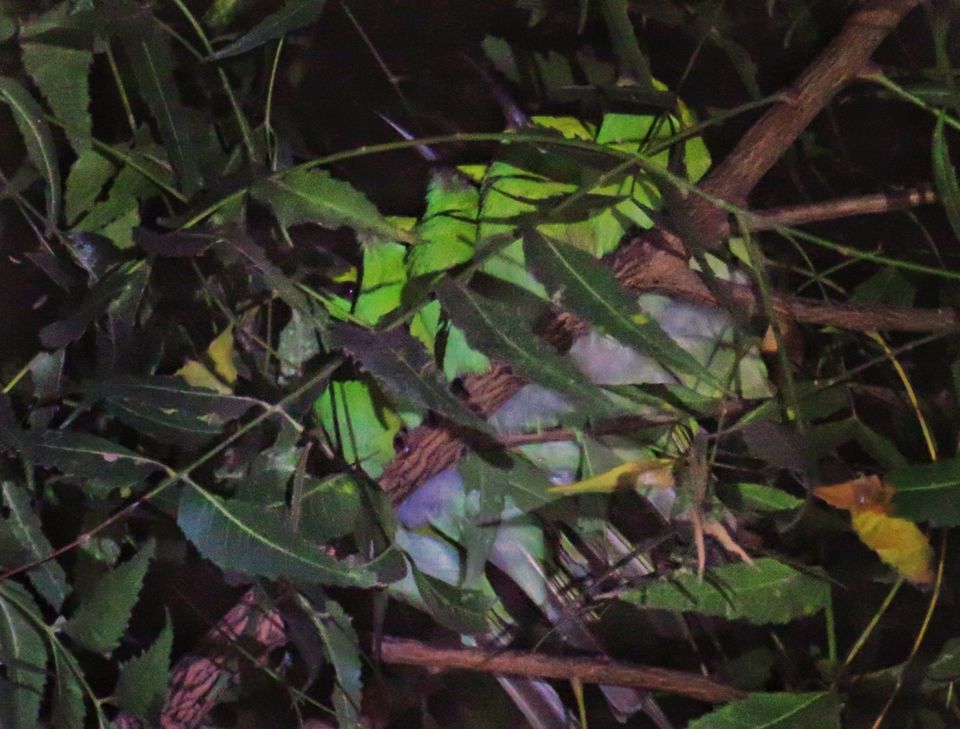 Photo of Take a Ferry to This Bird Paradise Just a Few Hours From Pune! by Gauree Gandhi