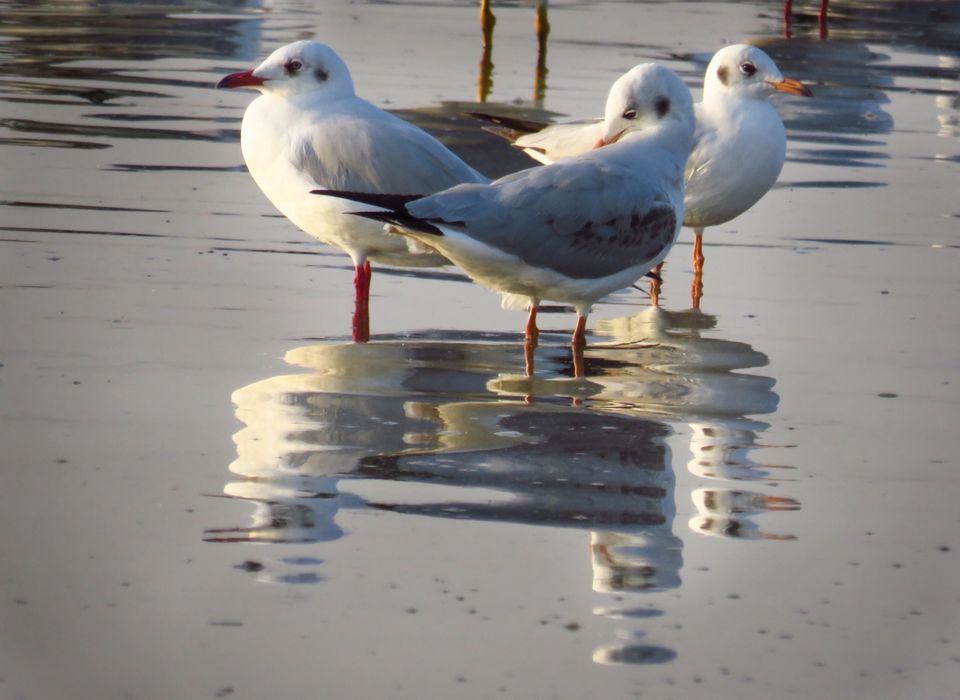 Photo of Take a Ferry to This Bird Paradise Just a Few Hours From Pune! by Gauree Gandhi