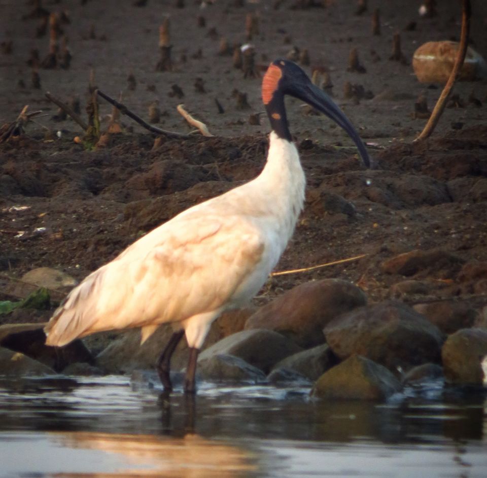 Photo of Take a Ferry to This Bird Paradise Just a Few Hours From Pune! by Gauree Gandhi