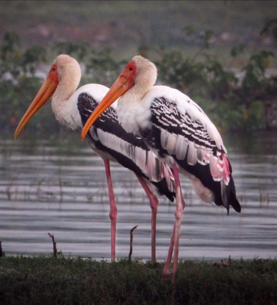 Photo of Take a Ferry to This Bird Paradise Just a Few Hours From Pune! by Gauree Gandhi