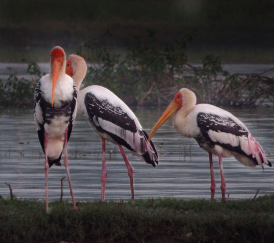Photo of Take a Ferry to This Bird Paradise Just a Few Hours From Pune! by Gauree Gandhi