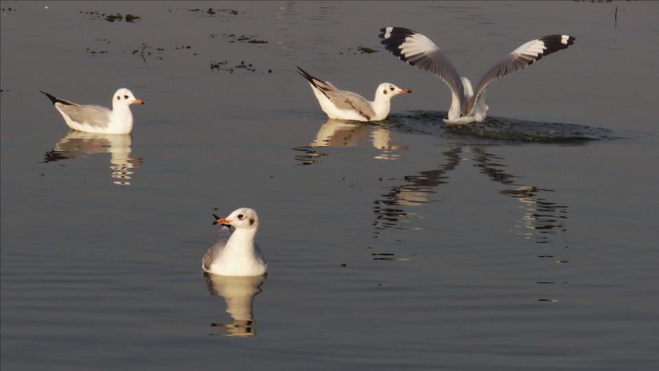 Photo of Take a Ferry to This Bird Paradise Just a Few Hours From Pune! by Gauree Gandhi