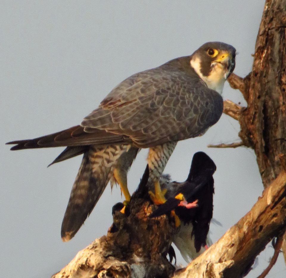Photo of Take a Ferry to This Bird Paradise Just a Few Hours From Pune! by Gauree Gandhi