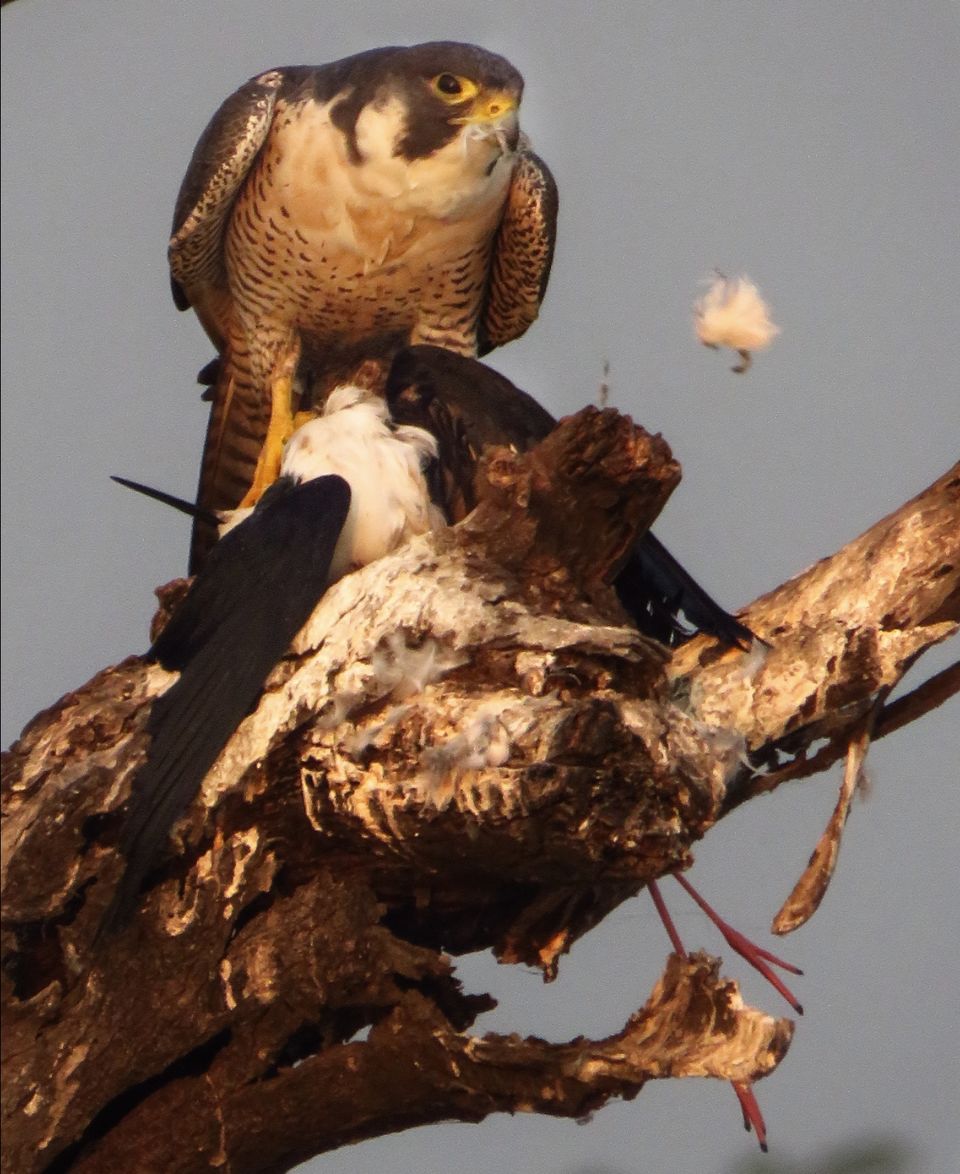 Photo of Take a Ferry to This Bird Paradise Just a Few Hours From Pune! by Gauree Gandhi