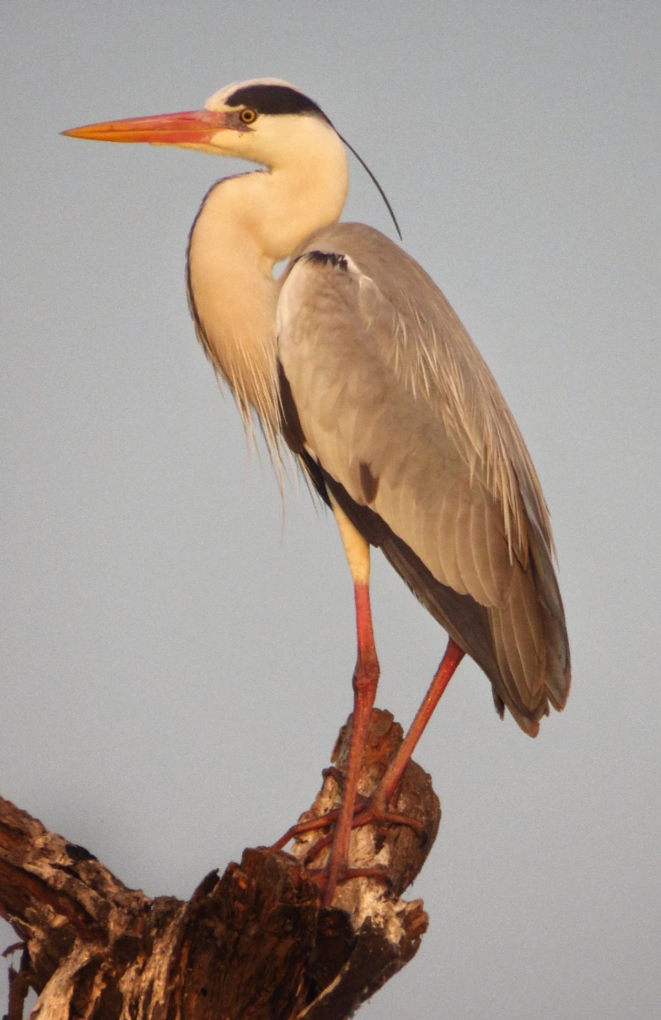 Photo of Take a Ferry to This Bird Paradise Just a Few Hours From Pune! by Gauree Gandhi
