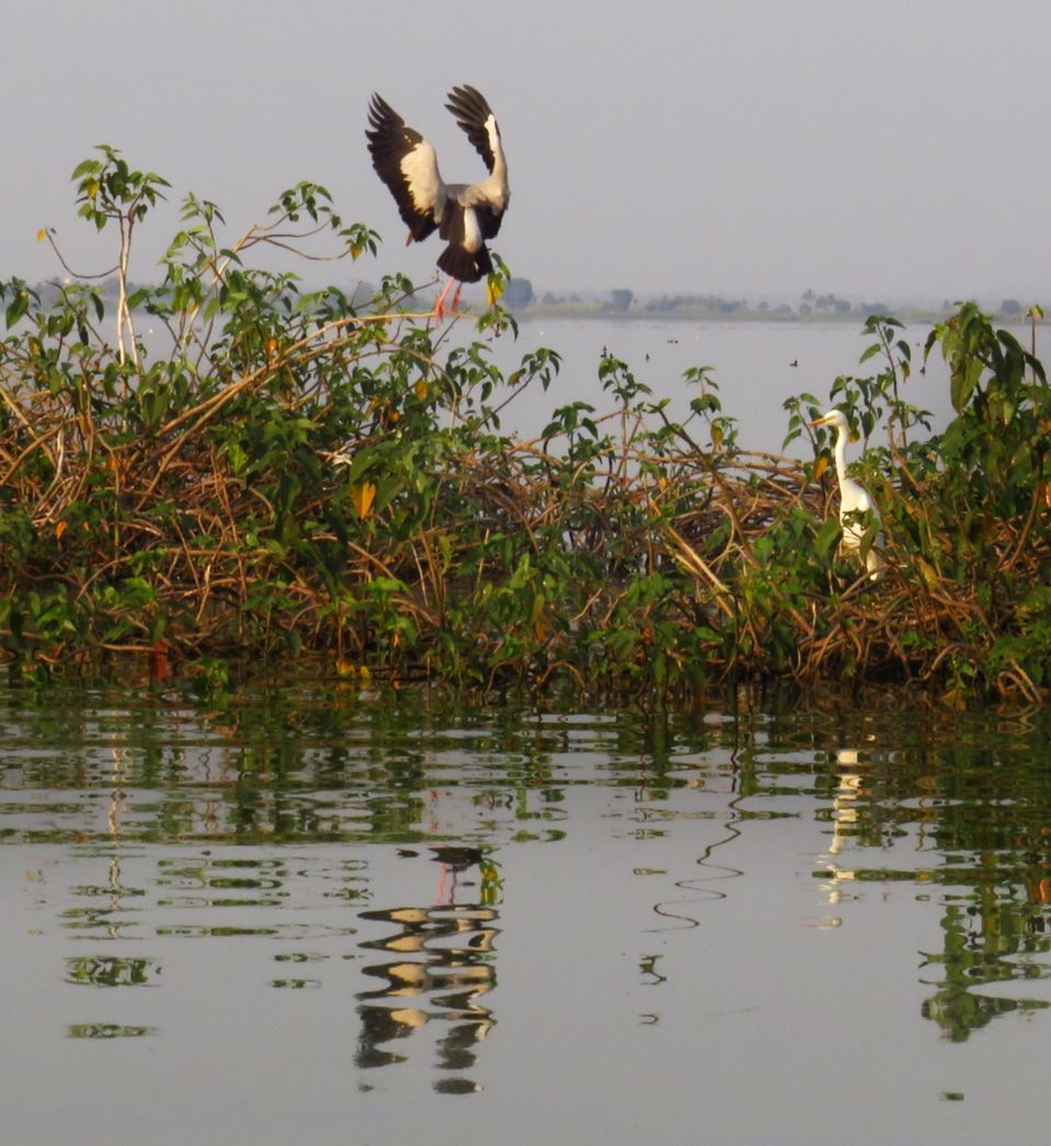 Photo of Take a Ferry to This Bird Paradise Just a Few Hours From Pune! by Gauree Gandhi