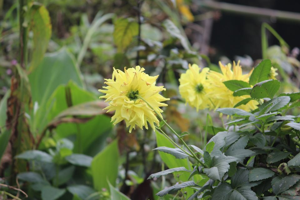 Photo of Darjeeling by Parimal Patel