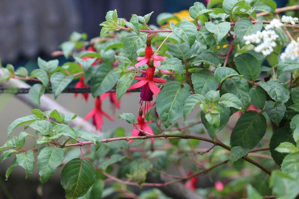 Photo of Darjeeling by Parimal Patel