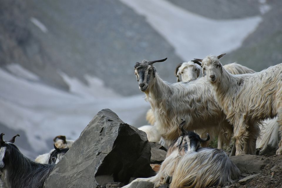 Photo of Road trip to sach pass. by om modi