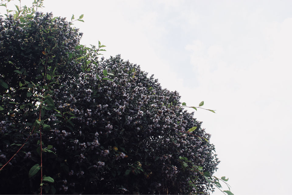 Photo of Kodaikanal #notinnorth by Ananya Sinha
