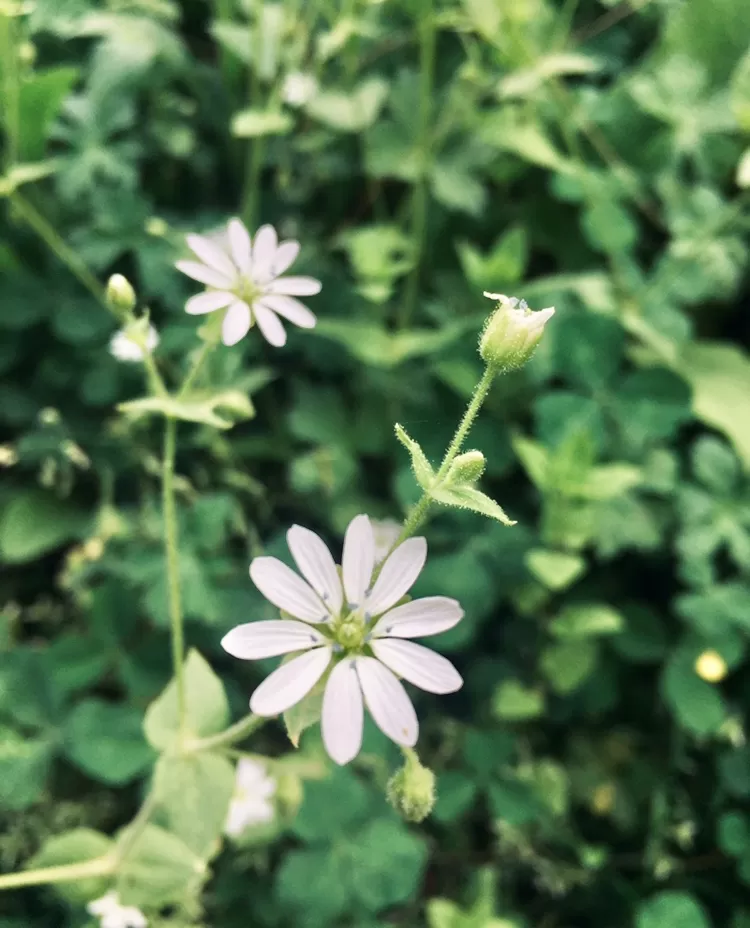 Photo of Kasol from the eyes of a non stoner. by Ananya Sinha