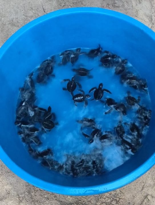 Photo of Sea Turtle Hatchery & Rescue Center, A2, Hikkaduwa, Sri Lanka by Sara Joseph