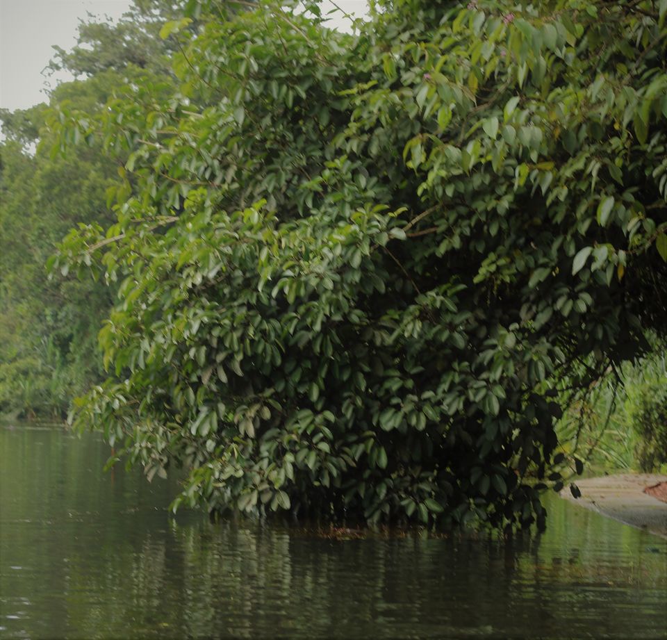 Photo of Pookode, Kerala, India by Nikhil