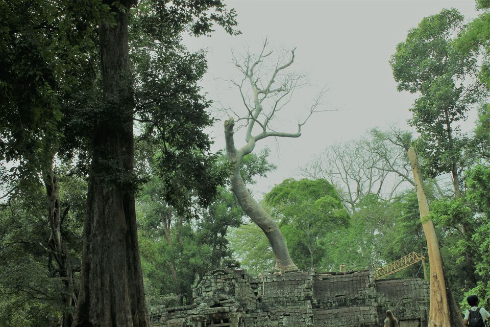 Photo of This once neglected temple in Cambodia is an inspiration for instagrammers, writers and poets. by shalbha sarda