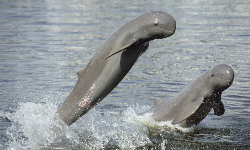 Photo of From Dolphins to Dragonflies, most exotic wildlife experiences of India by Shalbha Sarda