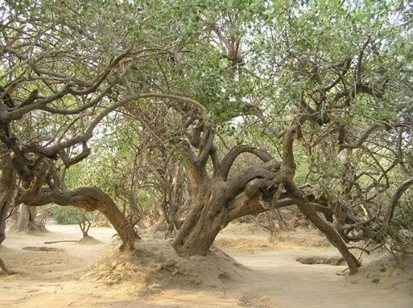Photo of Nidhivan, Vrindavan, Gopinath Bagh, Vrindavan, Uttar Pradesh, India by Shalbha Sarda