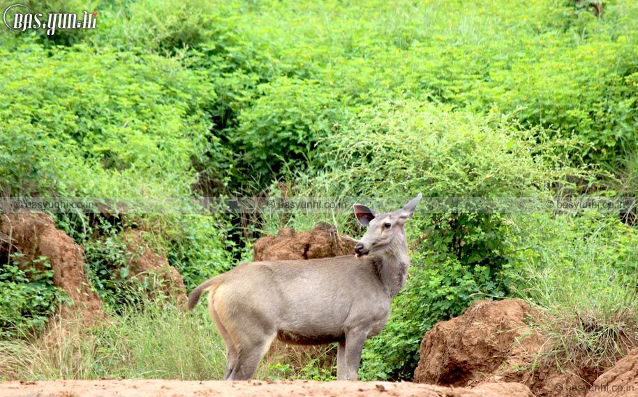 Photo of Visit to Pandupol – Sariska, Alwar 1/2 by Er Tarun Kuldeep