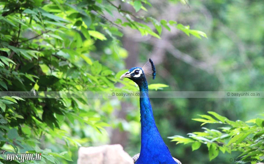 Photo of Visit to Pandupol – Sariska, Alwar by Er Tarun Kuldeep