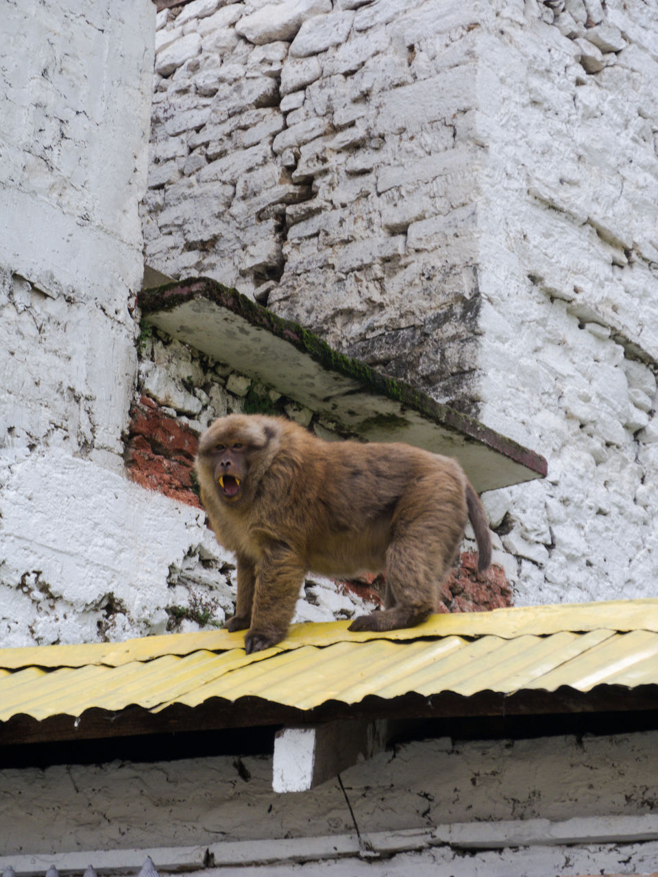 Photo of Tawang Monastery, Arunachal Pradesh 1/3 by The Intrigued Traveller