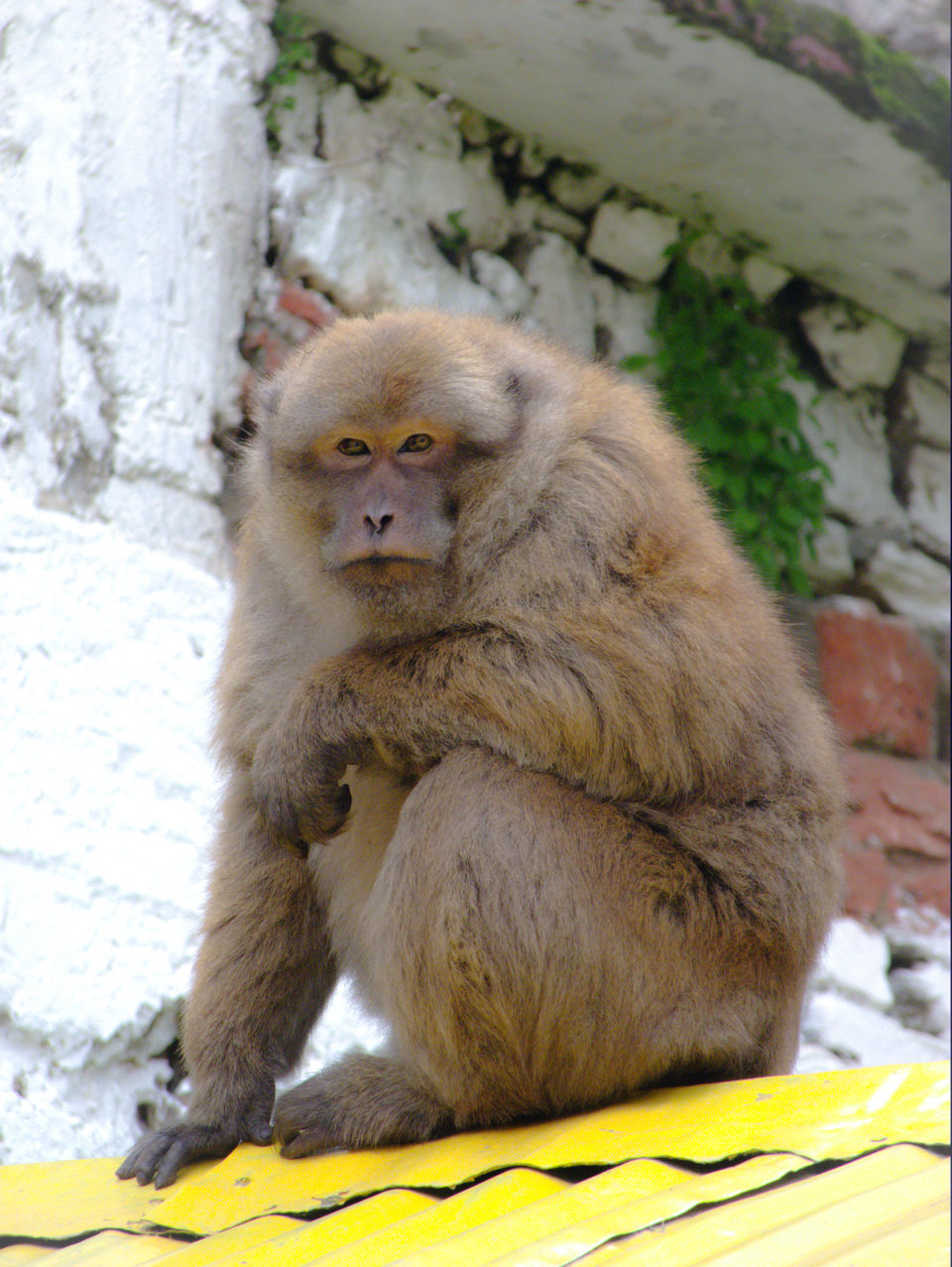 Photo of Tawang Monastery, Arunachal Pradesh 2/3 by The Intrigued Traveller