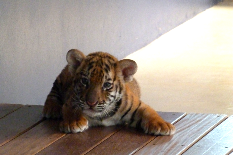 Photo of Living the lustful life, far away from the country. #thailandinpictures by The Intrigued Traveller