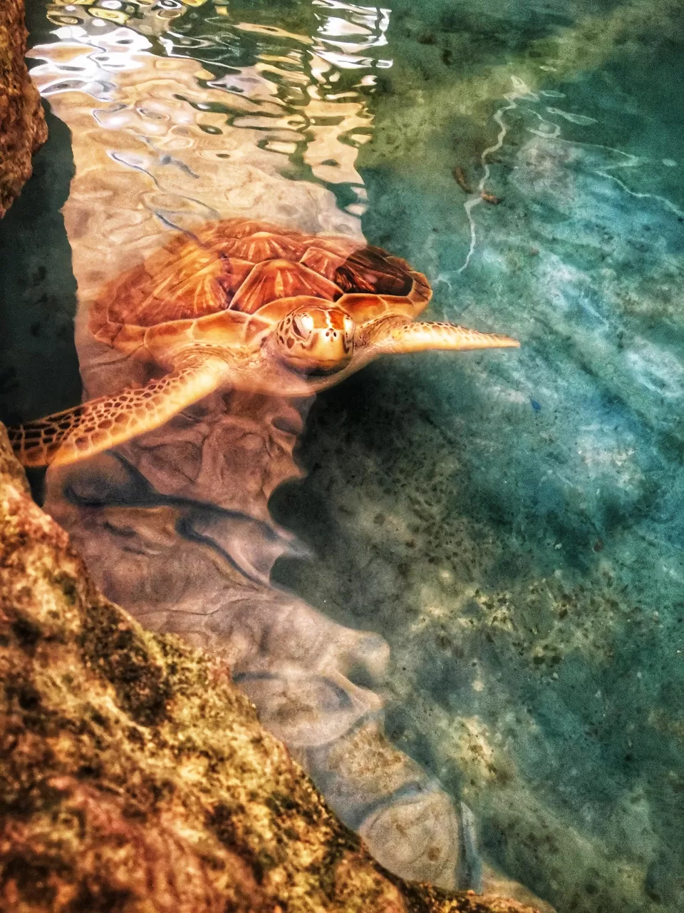 Photo of Underwater World Pattaya, Sukhumvit Road, ตำบล หนองปรือ Bang Lamung District, Chon Buri, Thailand by The Intrigued Traveller