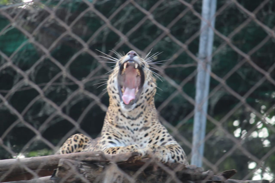 Photo of Van Vihar National Park, Shymala Hills, Bhopal, Madhya Pradesh, India by Divya (Musafir_Kanya)