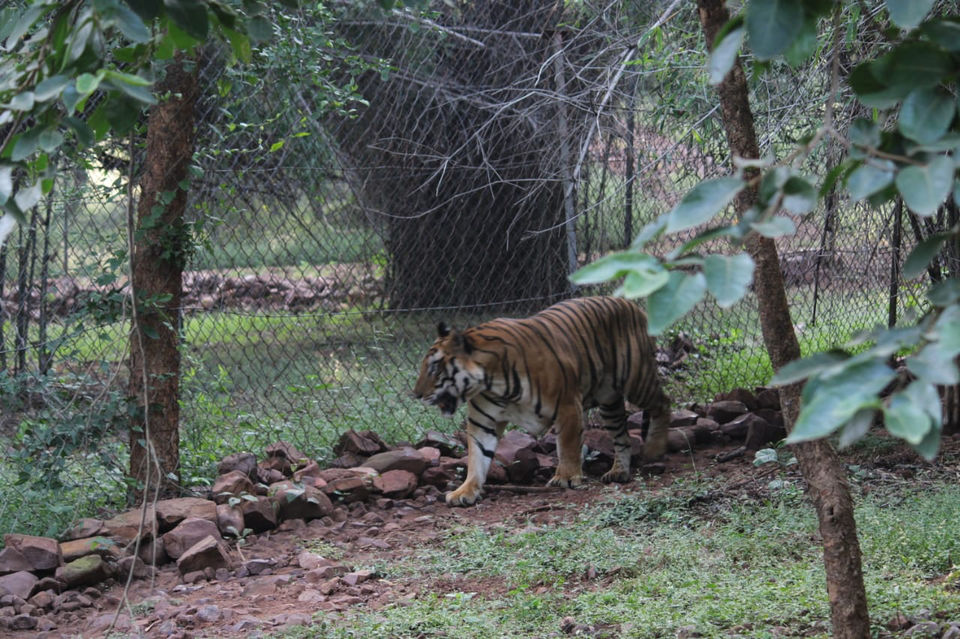 Photo of Van Vihar National Park, Shymala Hills, Bhopal, Madhya Pradesh, India by Divya (Musafir_Kanya)