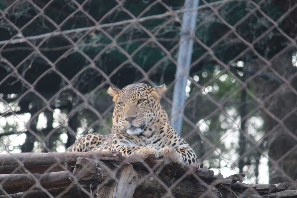 Photo of Van Vihar National Park, Shymala Hills, Bhopal, Madhya Pradesh, India by Divya (Musafir_Kanya)
