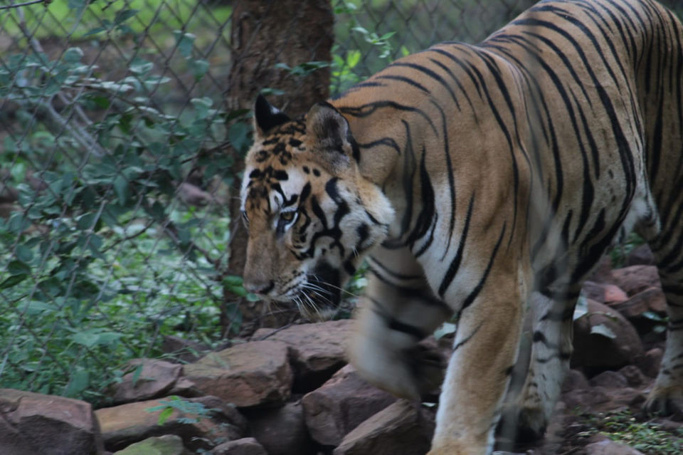 Photo of Van Vihar National Park, Shymala Hills, Bhopal, Madhya Pradesh, India by Divya (Musafir_Kanya)