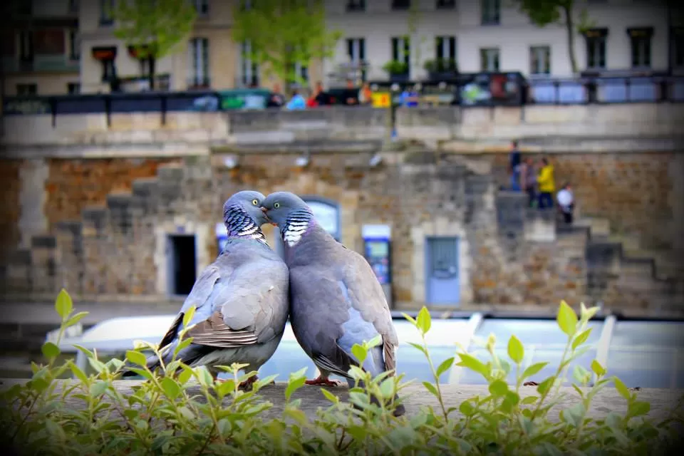 Photo of Seine, Paris, France by Shubham Shukla