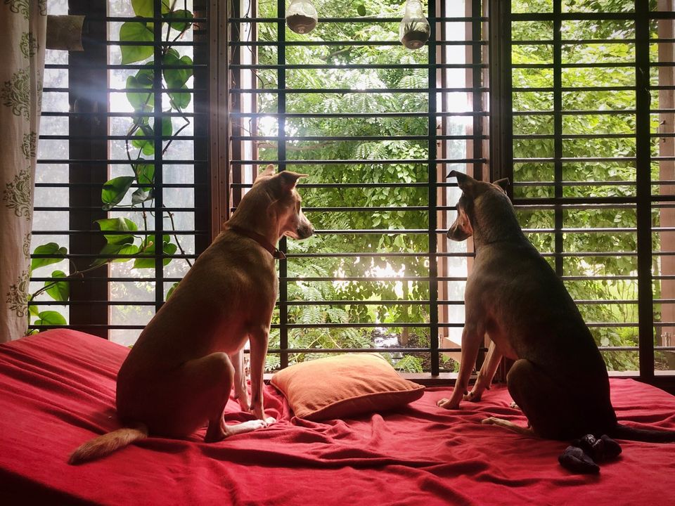 Photo of Make Pandemic Pawsome #petvacations #roadtripincovid #petsandtravel 1/5 by Shubham Shukla