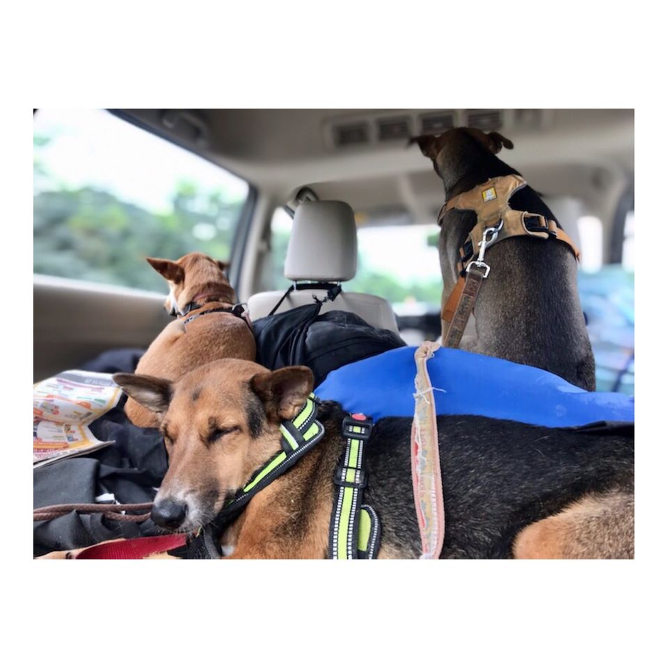 Photo of Make Pandemic Pawsome #petvacations #roadtripincovid #petsandtravel 2/5 by Shubham Shukla