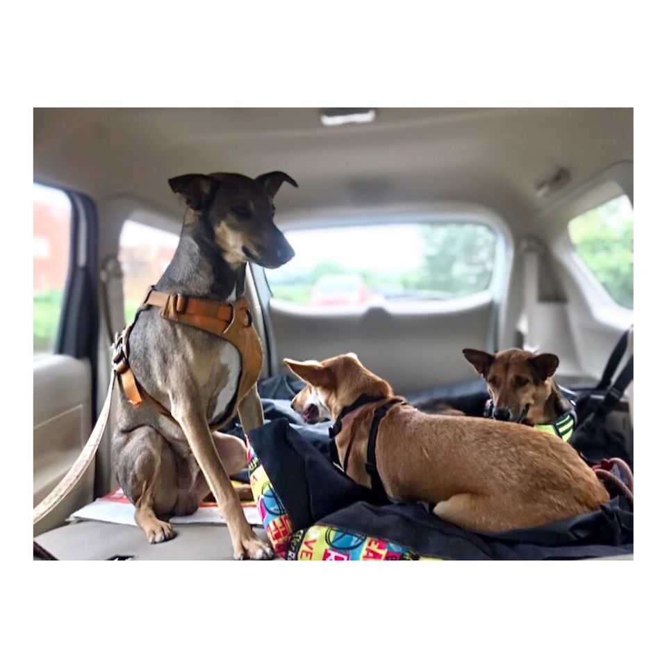 Photo of Make Pandemic Pawsome #petvacations #roadtripincovid #petsandtravel 3/5 by Shubham Shukla