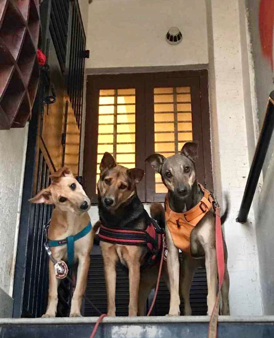 Photo of Make Pandemic Pawsome #petvacations #roadtripincovid #petsandtravel 5/5 by Shubham Shukla