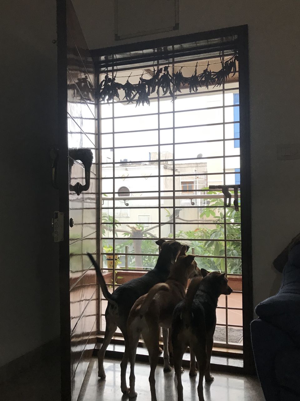Photo of Make Pandemic Pawsome #petvacations #roadtripincovid #petsandtravel 4/5 by Shubham Shukla