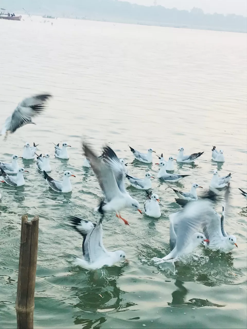 Photo of Kumbh Mela Area I,Allahabad by Geetanjali Mukherjee