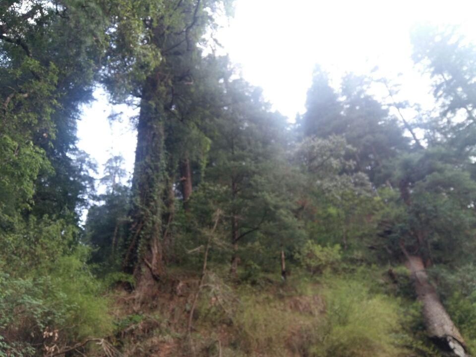 Photo of Nainital - city of lakes by sukriti