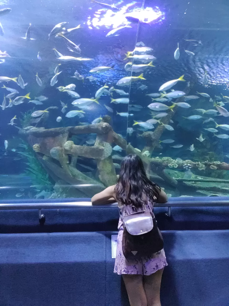 Photo of Aquaria KLCC, Jalan Pinang, Kuala Lumpur City Centre, Kuala Lumpur, Federal Territory of Kuala Lumpur, Malaysia by Pratibha Yadav