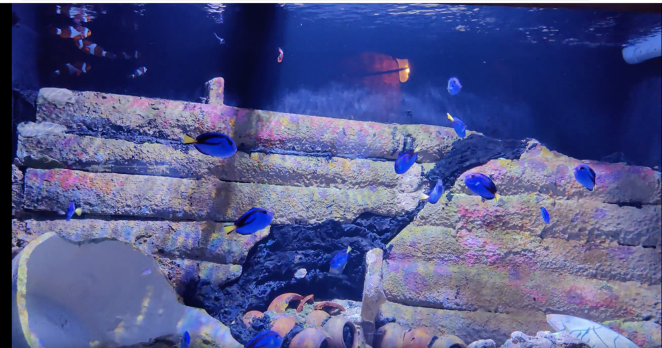 Photo of Aquaria KLCC, Jalan Pinang, Kuala Lumpur City Centre, Kuala Lumpur, Federal Territory of Kuala Lumpur, Malaysia by Pratibha Yadav