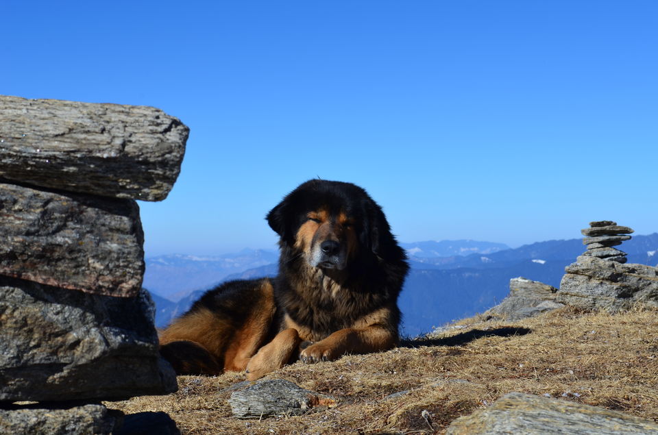 Photo of Winter trek to Kedarkantha Summit 5/21 by Priyank Badola