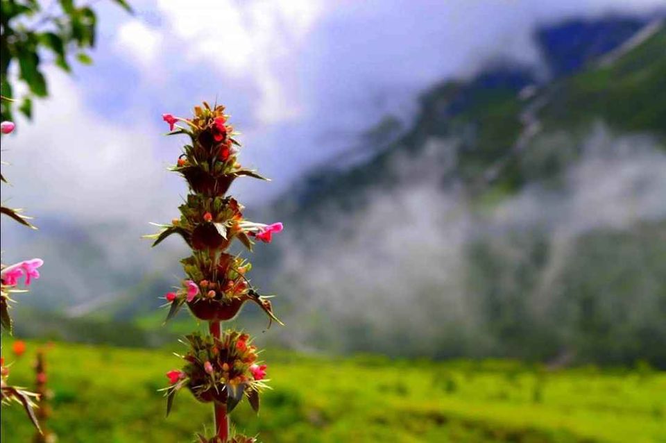 Photo of Valley of Flowers | Aug 2019 by The Himalayan Boy