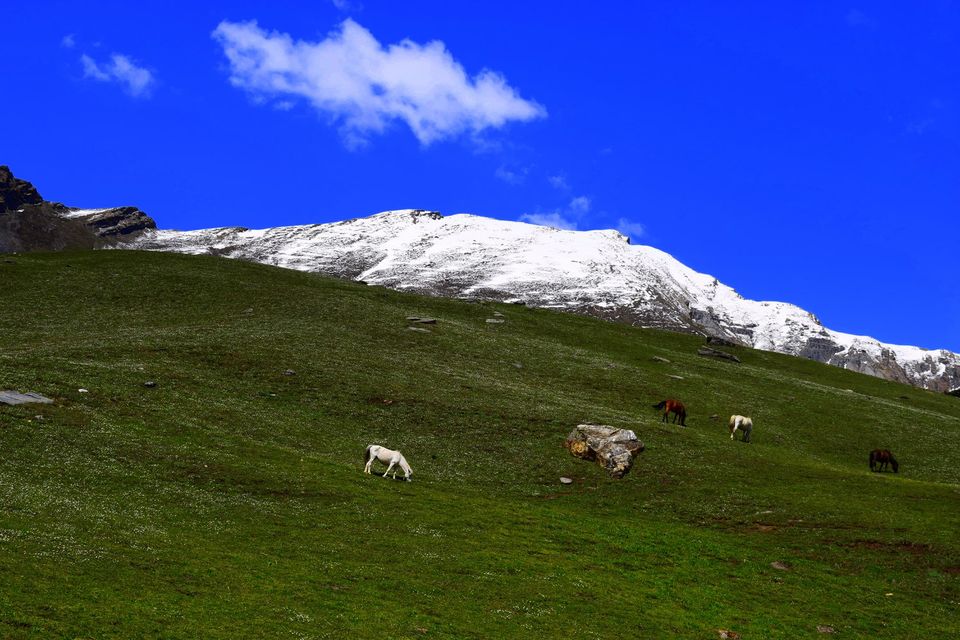 Photo of Patalsu Peak One Day Trek | Manali by The Himalayan Boy